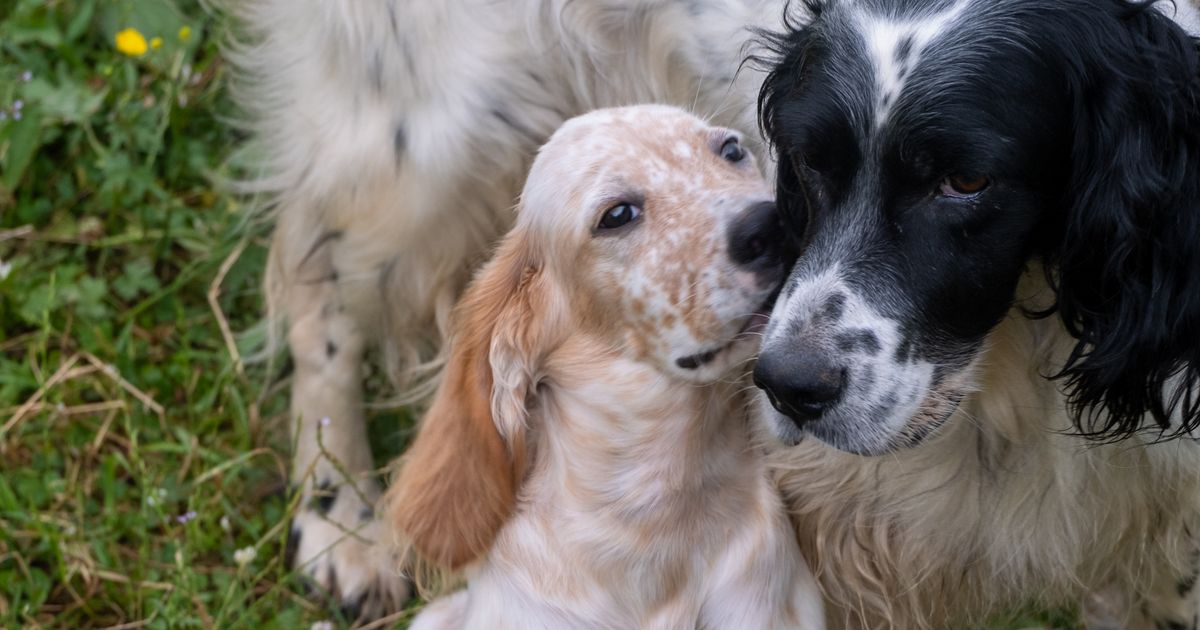 Deux chiens actifs dans une prairie