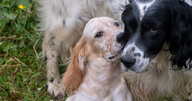 Deux chiens actifs dans une prairie