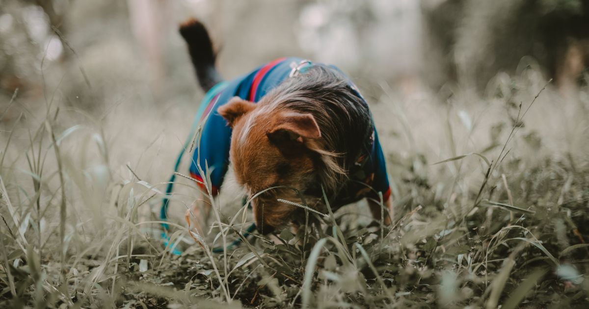 Petit chien observant son environnement
