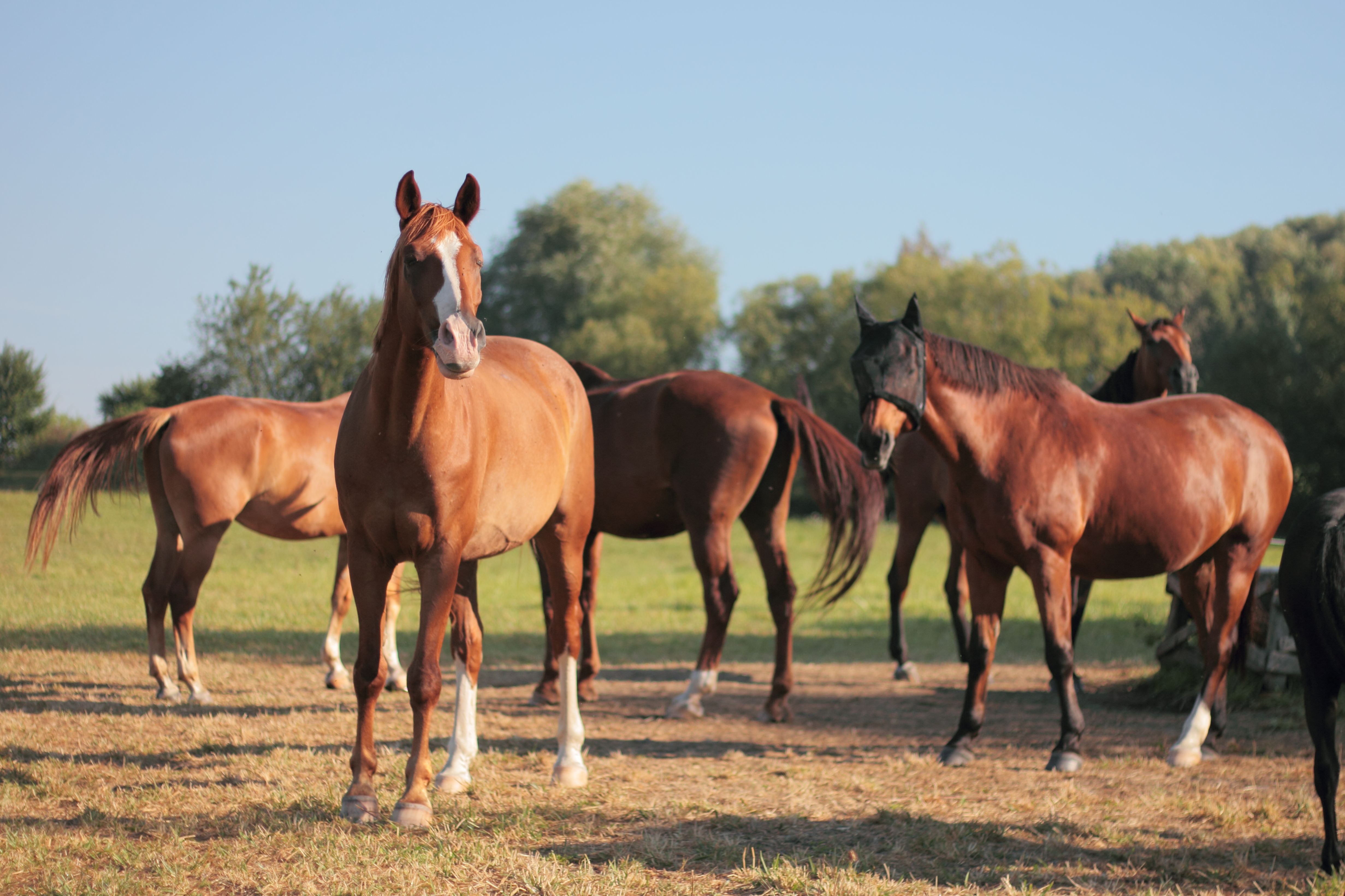 Osteopathe Animalier Chevaux