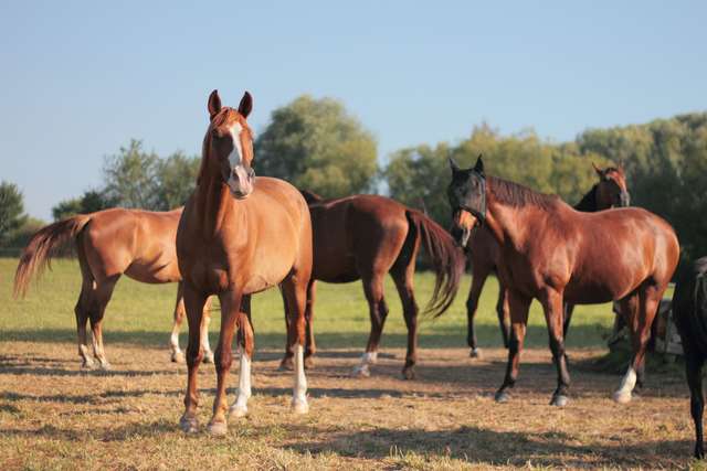 Osteopathe Animalier Chevaux