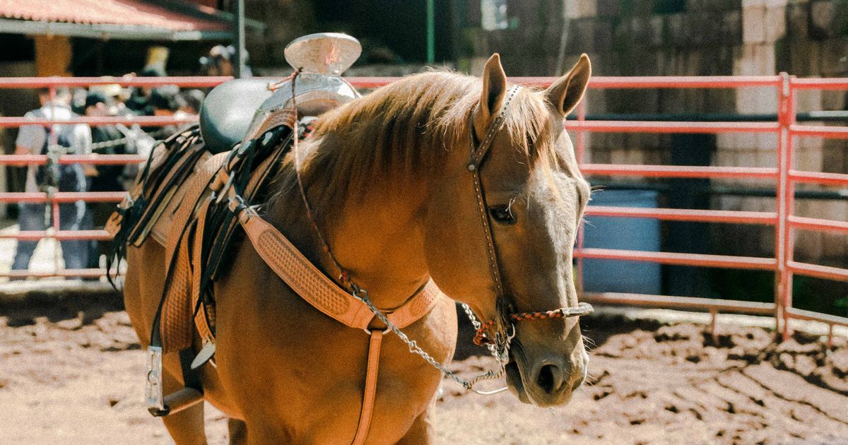 Cheval sellé au repos avant le travail