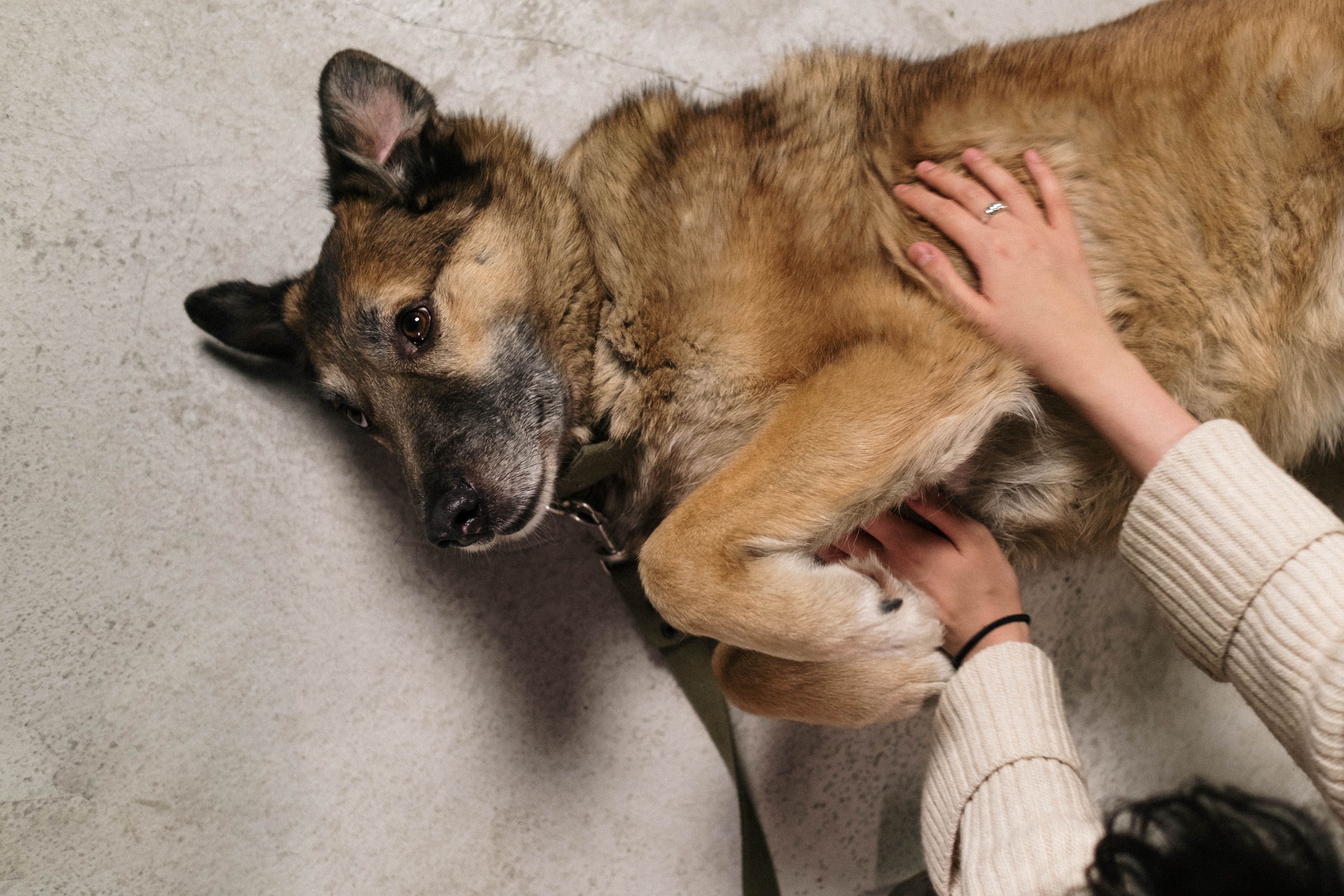 Comment choisir un osteopathe pour son chien