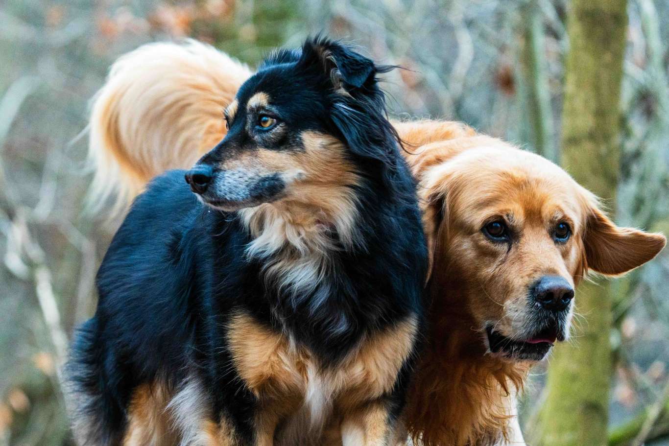 Chien et mobilité