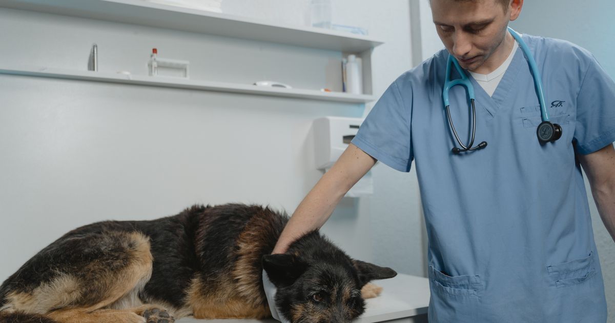 Vétérinaire examinant un chien en clinique